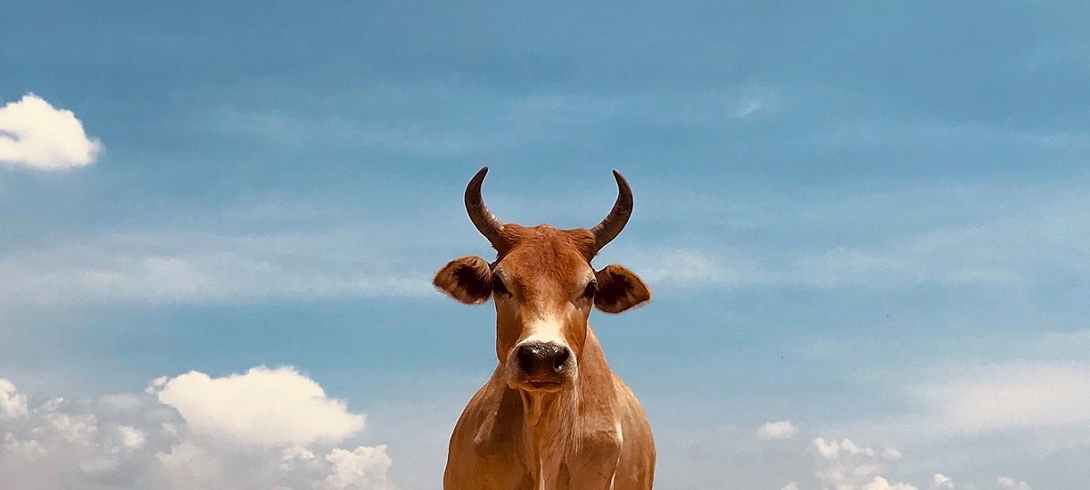 De koe bij de horens... - ChristenUnie Zeeland