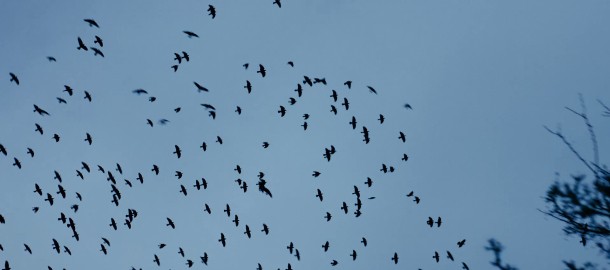 Vogels in de lucht