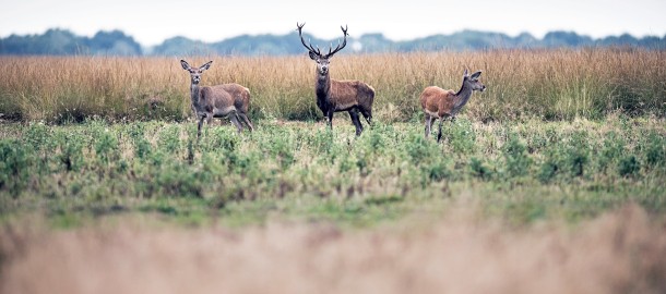 Herten op de Veluw